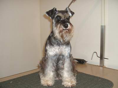 Picture of Remi groomed